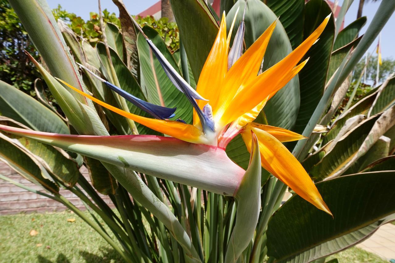 Apartamentos Ecuador ปลายา เดล อิงเกลส ภายนอก รูปภาพ